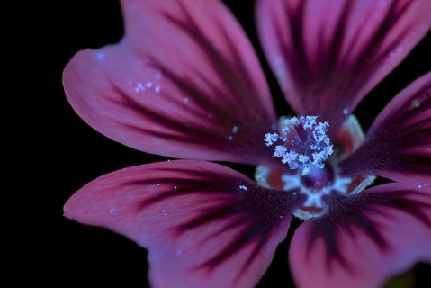 Common mallow (Malva sylvestris), flower photographed with UV light, Germany
