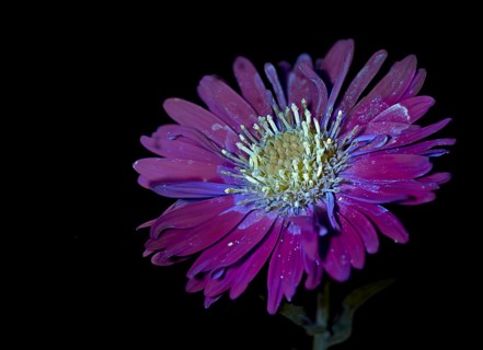 New Belgium autumn aster (Symphyotrichum novi-belgii), flower photographed with UV light, Germany