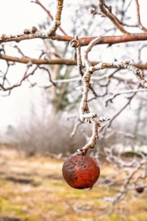 Red apple on a tree branch on a cold winter day with frost in a garden