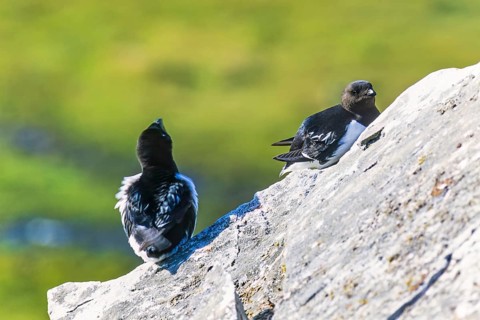 Little auk (Alle alle) sitting on a rock in the sunshine, Svalbard, Norway
