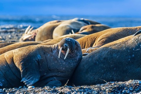 Flock of Walruses (Odobenus rosmarus) lying and resting on the beach by the Arctic Ocean, Svalbard,