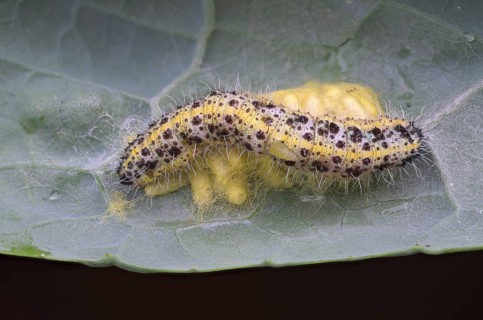 Cabbage butterfly (Pieris brassicae), caterpillar on spun-in caterpillars of the cabbage butterfly