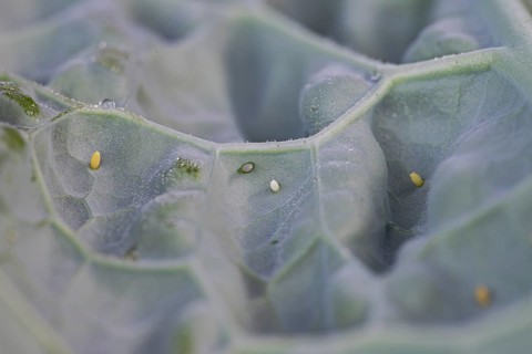 Small white (Pieris brassicae), egg, on palm kale (Brassica oleracea var. palmifolia DC.), Germany