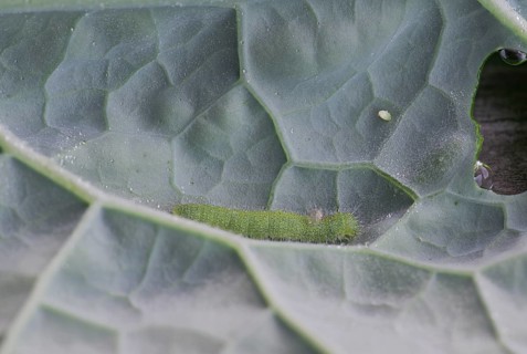 Small white (Pieris brassicae), egg, caterpillar, with parasite on palm cabbage (Brassica oleracea