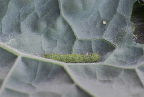 Small white (Pieris brassicae), caterpillar, egg, on palm kale (Brassica oleracea var. palmifolia