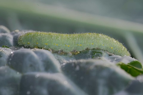 Small white (Pieris brassicae), caterpillar, on palm kale (Brassica oleracea var. palmifolia DC.),