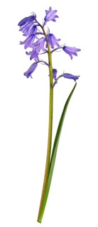 Bluebell (Hyacinthoides), flower, leaf, Germany
