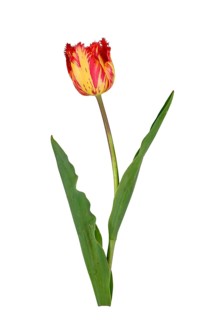 Fringed tulip (Tulipa), flower, leaf, Germany