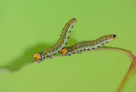 Blue-black rose brushhorn wasp (Arge pagana), caterpillar, on rose (Rosa), rare, Germany