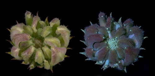 Marigold (Calendula officinalis) .seed capsule immature, photographed with daylight and UV light,