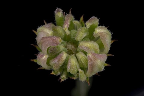 Marigold (Calendula officinalis) .seed capsule immature, Germany