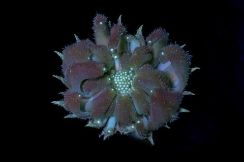 Marigold (Calendula officinalis) .seed capsule immature, photographed with UV light, Germany