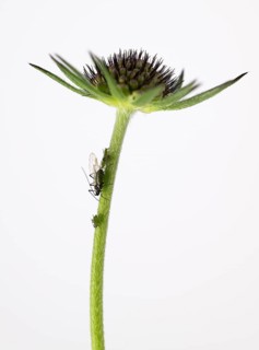 Myzus persicae (Myzus persicae), Pigeon Scabiosa (Scabiosa columbaria), Germany