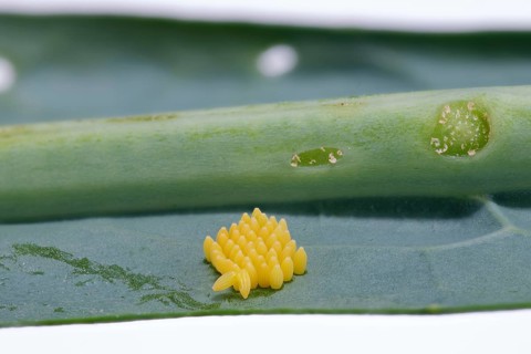 Cabbage butterfly (Pieris brassicae), eggs, on palm kale (Brassica oleracea var. palmifolia DC.),