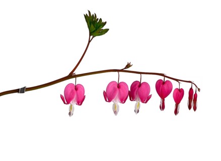 Watering heart (Lamprocapnos spectabilis), flower, Germany