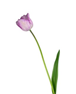 Tulip (Tulipa), flower, leaf, Germany