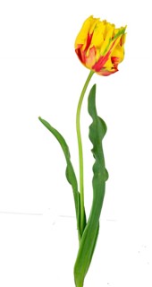 Parrot tulip (Tulipa), flower, leaf, Germany