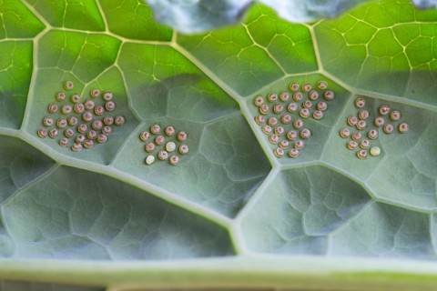 Insect indeterminate, eggs, on palm kale (Brassica oleracea var. palmifolia DC.), Germany