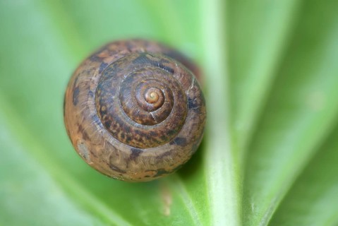 Snail shell, Germany