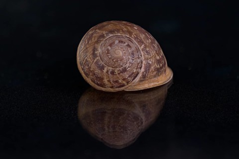 Snail shell, Germany