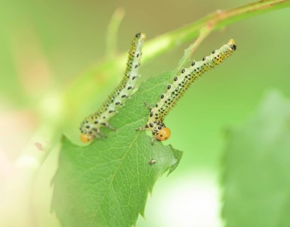Blue-black rose brushhorn wasp (Arge pagana), caterpillar, on rose (Rosa), rare, Germany