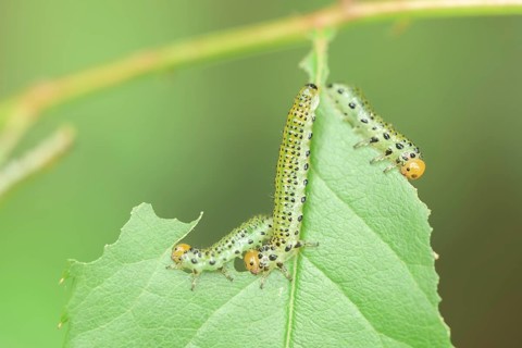 Blue-black rose brushhorn wasp (Arge pagana), caterpillar, on rose (Rosa), rare, Germany