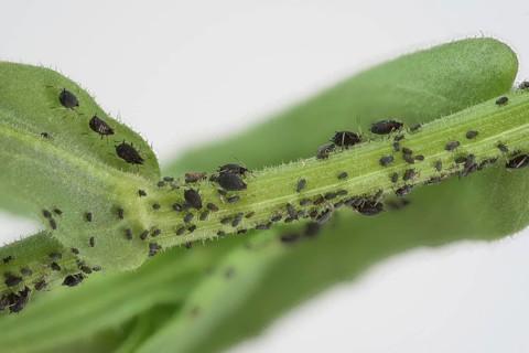 Plant lice (Sternorrhyncha) undetermined, on marigold (Calendula officinalis), Germany