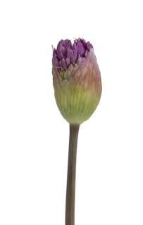 Kugellauch (Allium aflatunense), bud, Germany