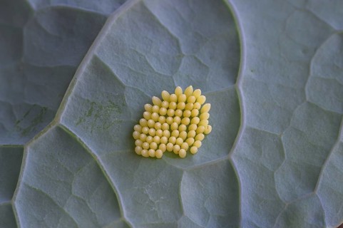 Cabbage butterfly (Pieris brassicae), eggs, on palm kale (Brassica oleracea var. palmifolia DC.),