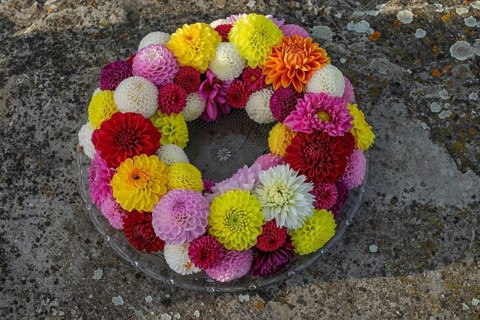 Crane of colourful dahlia blossoms on a glass plate, Münsterland, North Rhine-Westphalia, Germany