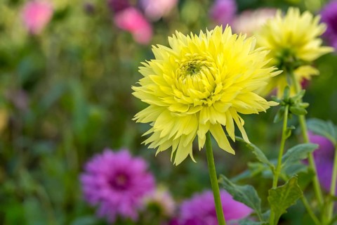 Deer antler dahlia, Hale Bopp variety, Münsterland, North Rhine-Westphalia, Germany