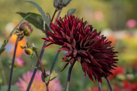 Dahlia, dark red, Münsterland, North Rhine-Westphalia, Germany
