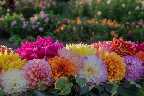 Flower arrangement of colourful dahlias, Münsterland, North Rhine-Westphalia, Germany