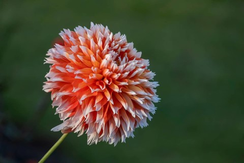 Single orange and white dahlia flower with blurred background, Münsterland, North Rhine-Westphalia,