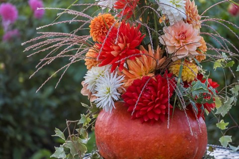 Flower arrangement of colourful dahlias in a pumpkin, Münsterland, North Rhine-Westphalia, Germany