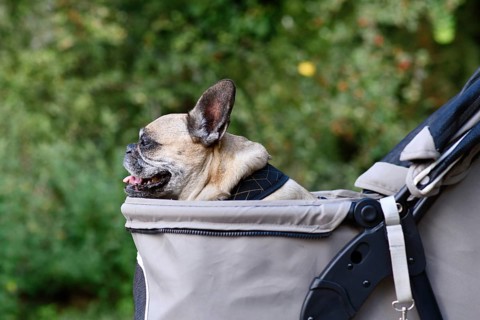 Old French Bulldog dog going on a walk in pet stroller