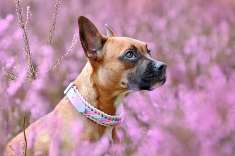 Cute brown dog with woven collar between purple heather flower field