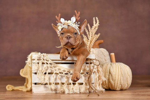 Cute French Bulldog puppy with reindeer antlers in box in front of brown background with boho style