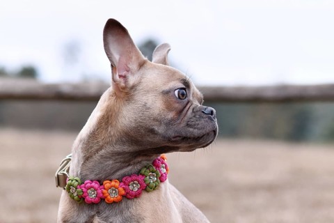 Portrait of healthy French Bulldog dog with very long nose paracord flower collar