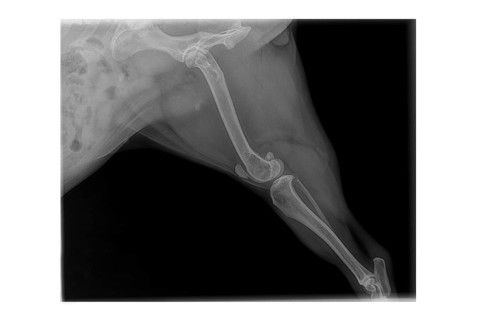 X-ray of French Bulldog dog leg showing osteosarcoma. Bone cancer diagnosis in canine limb