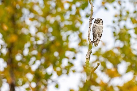 Barred owl (Surnia ulula), Dovrefjell-Sunndalsfjella National Park, Norway