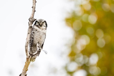 Barred owl (Surnia ulula), Dovrefjell-Sunndalsfjella National Park, Norway
