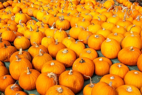 Classic Halloween pumpkins, at a farm market, in autumn