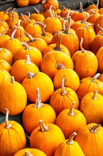 Classic Halloween pumpkins, at a farm market, in autumn