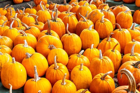 Classic Halloween pumpkins, at a farm market, in autumn