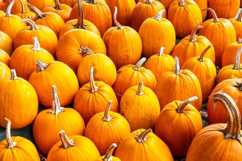 Classic Halloween pumpkins, at a farm market, in autumn