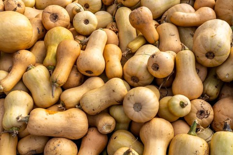 Butternut squash, at a farm market, in autumn