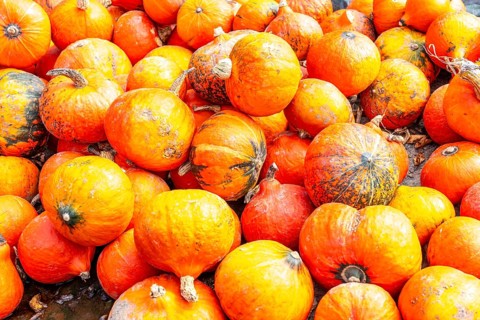 Hokkaido pumpkins, at a farm market, in autumn