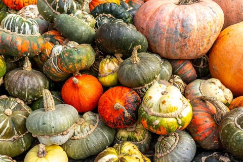 Ornamental pumpkins, at a farm market, in autumn