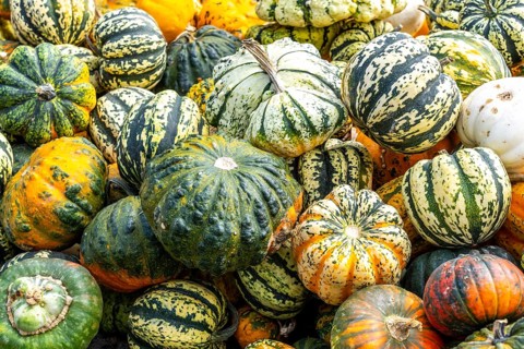 Ornamental pumpkins, at a farm market, in autumn